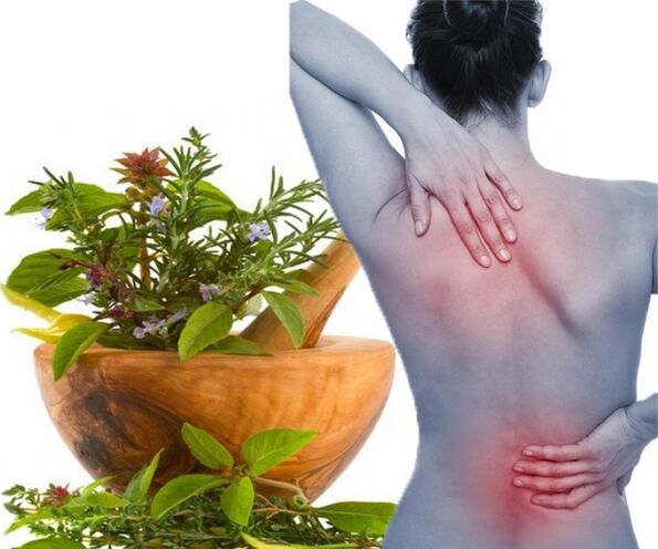 To treat lumbar osteochondrosis at home, medicinal herbs are used